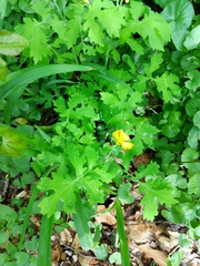 Stylophorum diphyllum