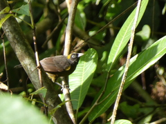 Mitrospingus cassinii image