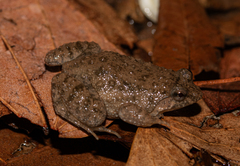 Thai Oriental Frog photo 3