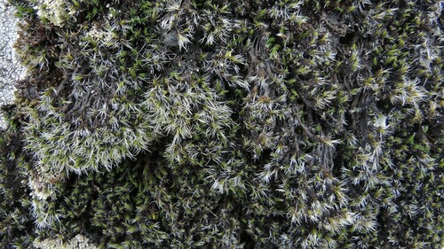 Grimmia elatior observed 2024-03-20