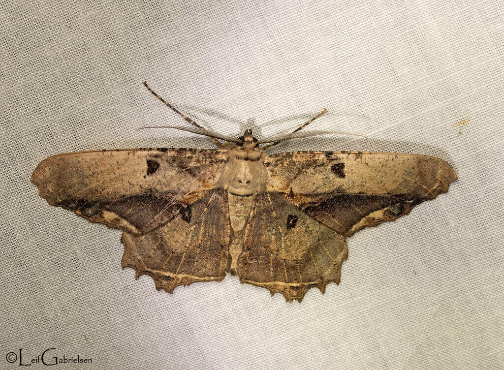Chorodna mindanensis