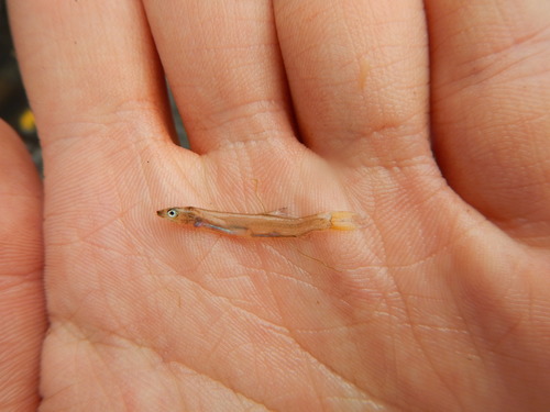 Elopiformes