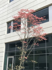 Cornus florida rubra