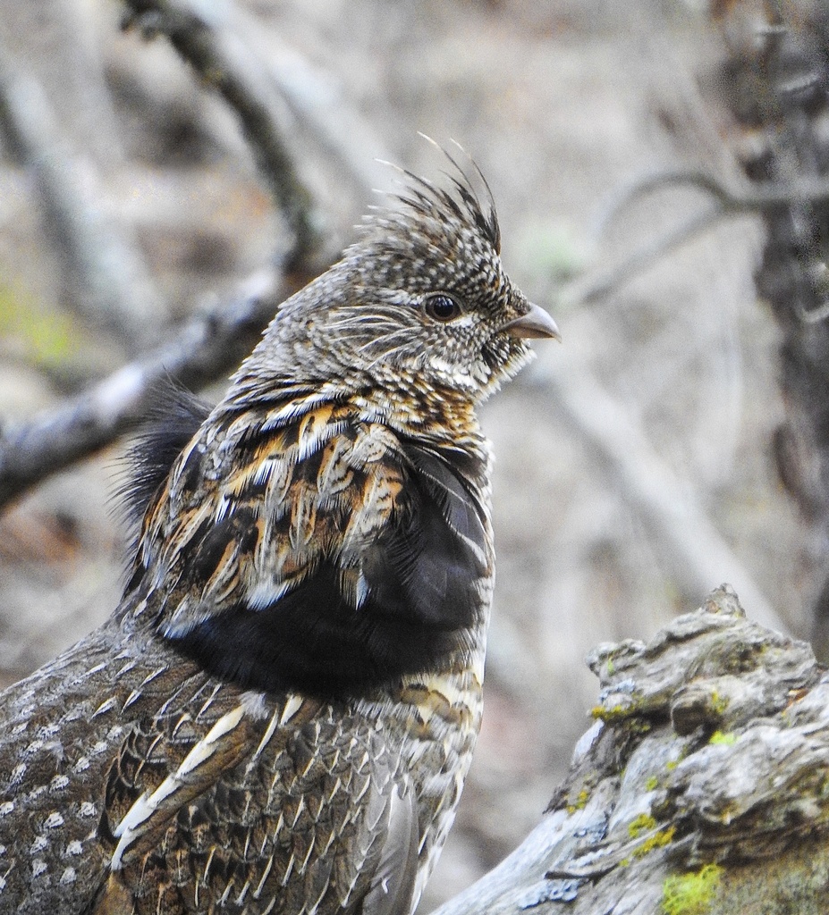 Ruffed Grouse from West Kelowna Estates/Rose Valley, West Kelowna, BC ...