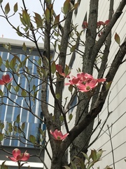 Cornus florida rubra