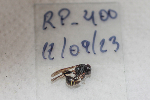 Zethus binodis