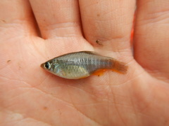 Fundulus xenicus