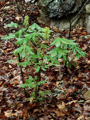 painted buckeye (Aesculus sylvatica)