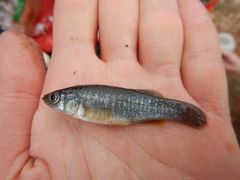 Fundulus grandis