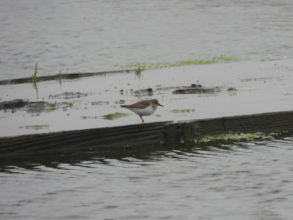 Temminck's Stint