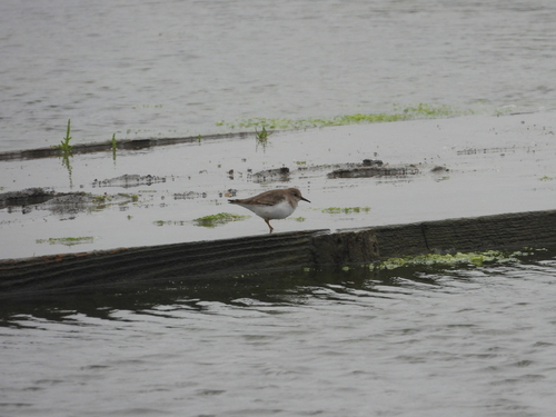 Temminck's Stint