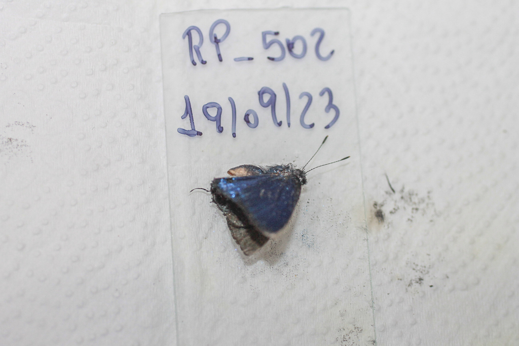 Calycopis partunda