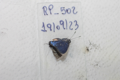 Calycopis partunda
