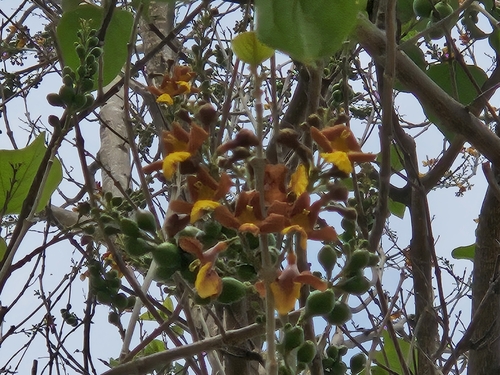 Image of Gmelina arborea by (c) Francisco Emilio Roldán Velasco, some rights reserved (CC BY)