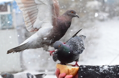 Columba livia domestica