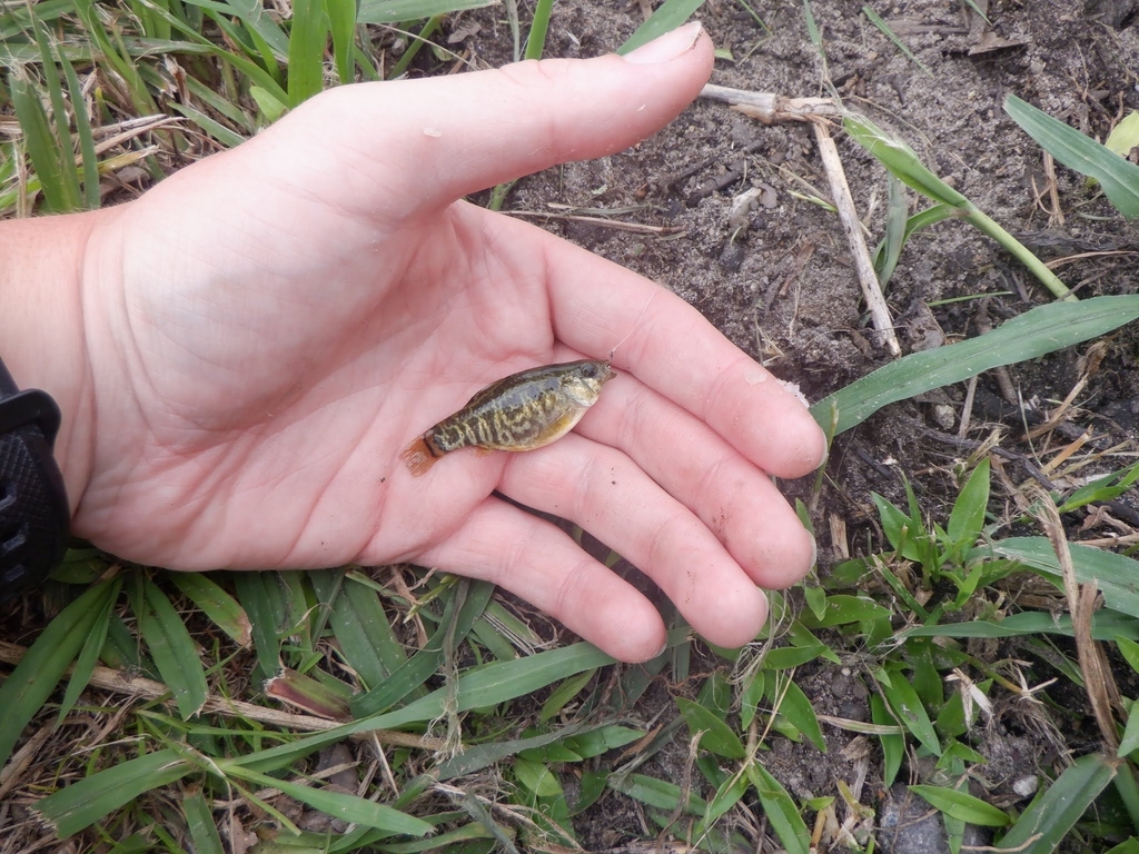 Sheepshead Minnow from Corolla, NC 27927, USA on March 23, 2024 at 01: ...