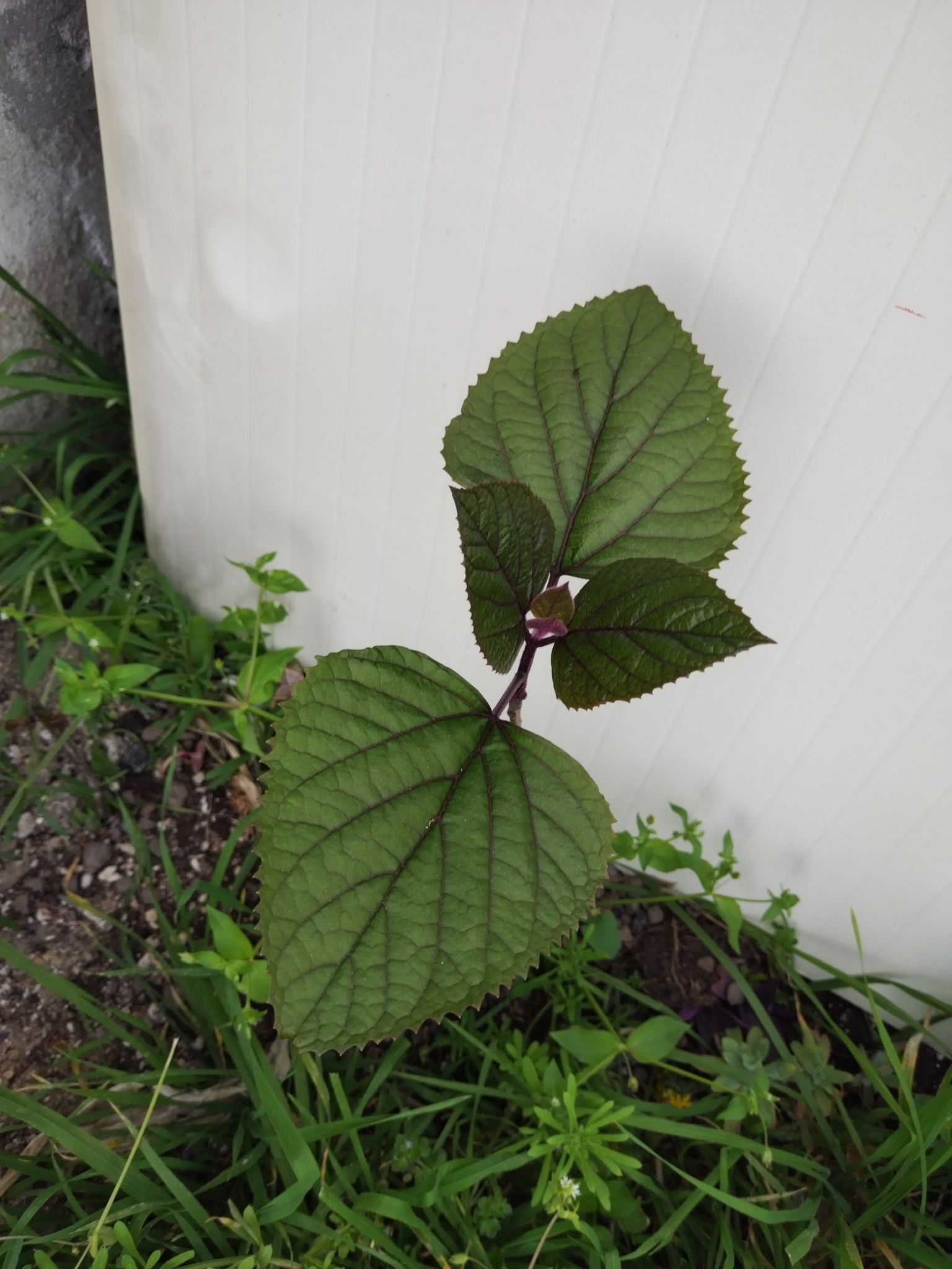 Imagem de Clerodendro