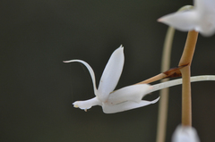 Aerangis fuscata