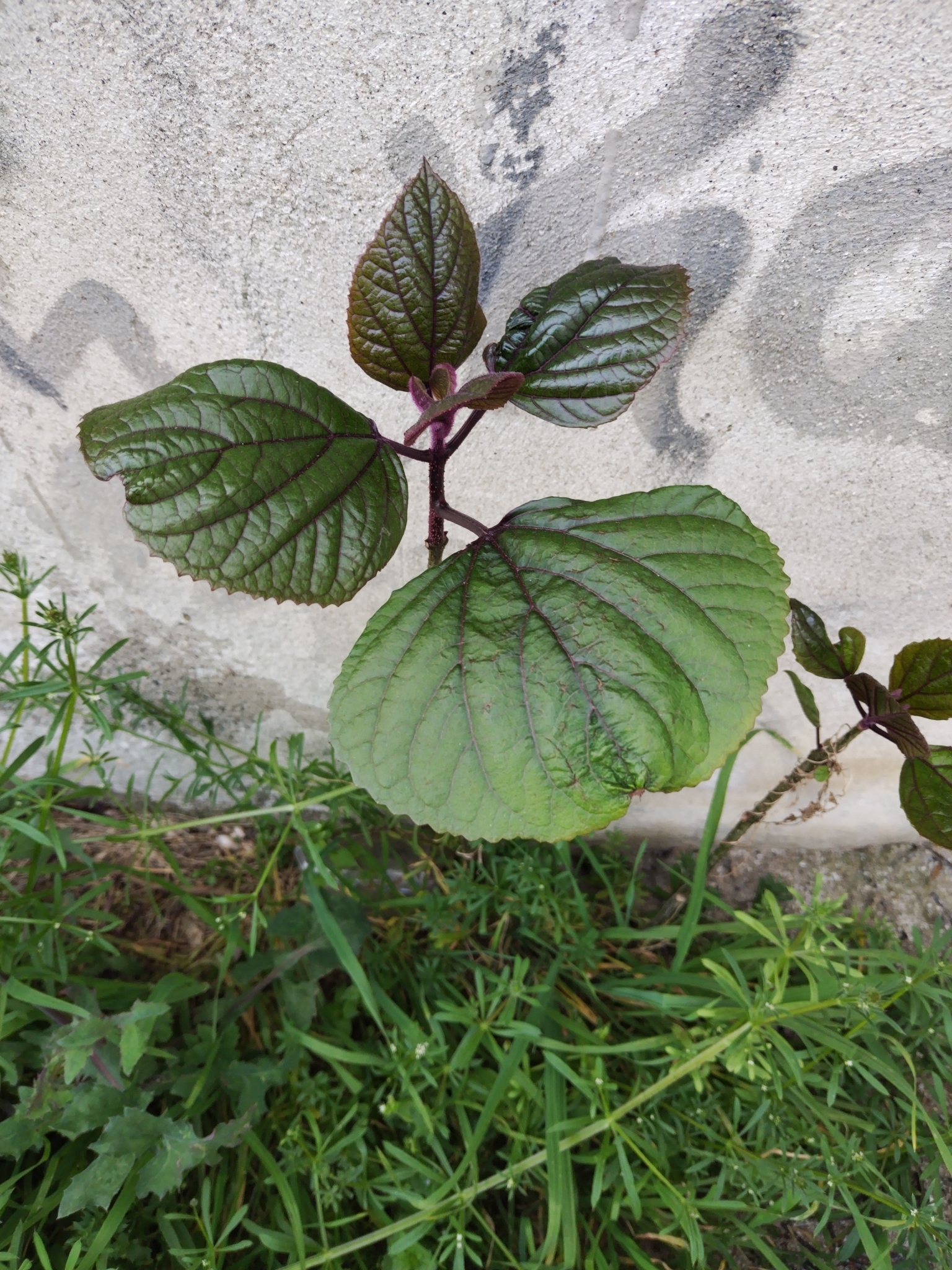 Imagem de Clerodendro
