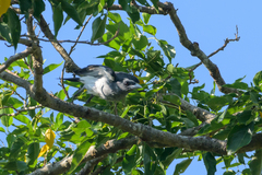 Pied Cuckooshrike photo 2