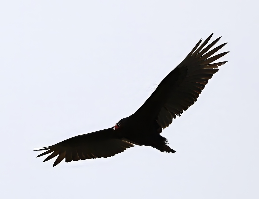 Turkey Vulture from Second Woods Park, St. Catharines, ON, Canada on ...