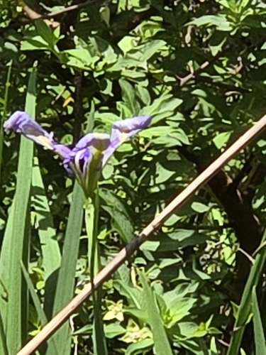 Image of Iris savannarum by (c) Guy Babineau, some rights reserved (CC BY)