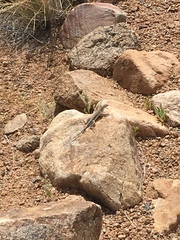 Cophosaurus texanus scitulus