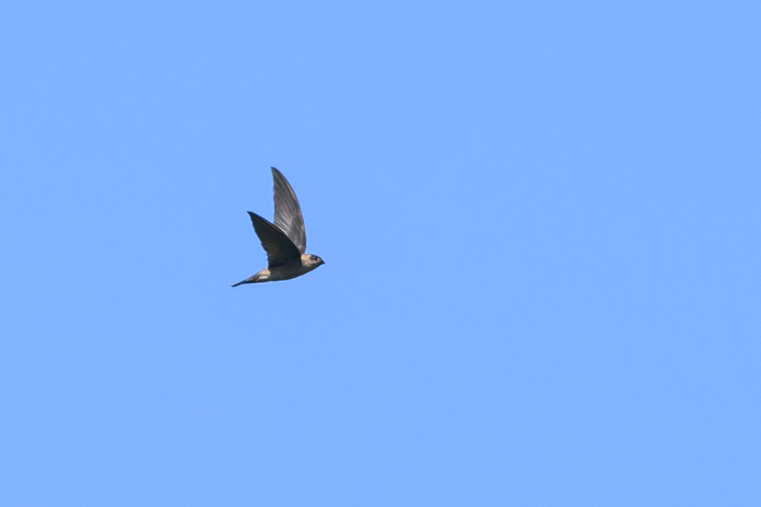 Edible-nest Swiftlet