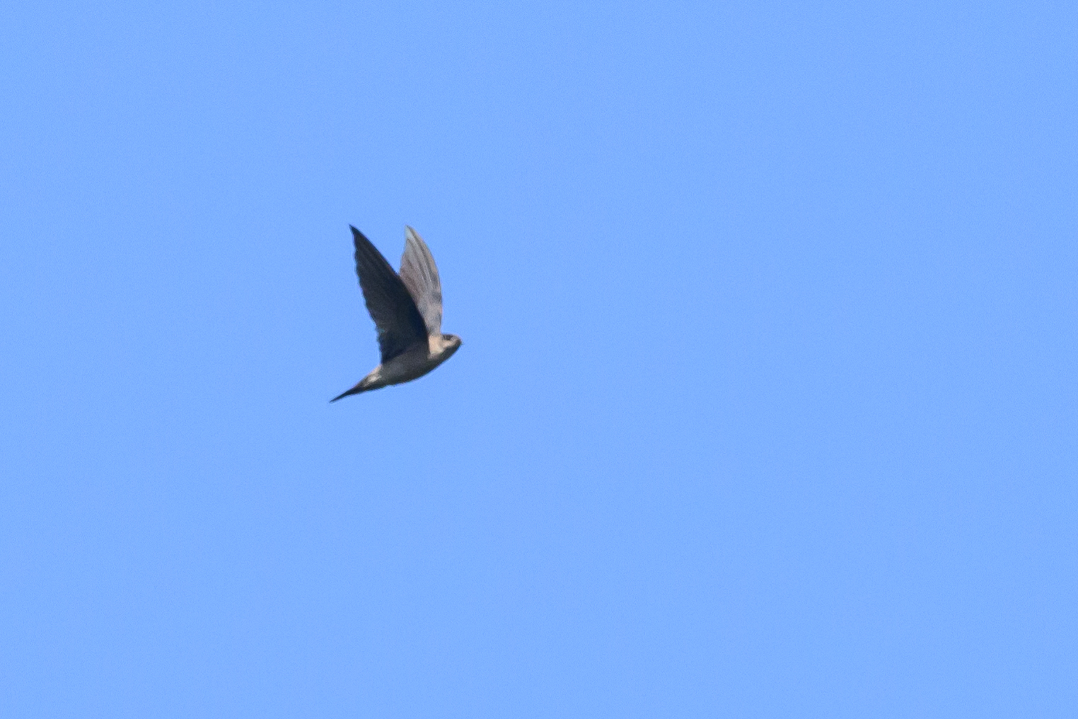 Edible-nest Swiftlet
