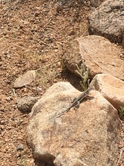 Cophosaurus texanus scitulus