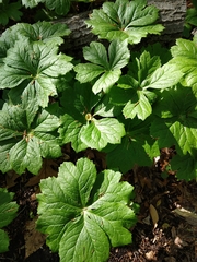 Podophyllum peltatum