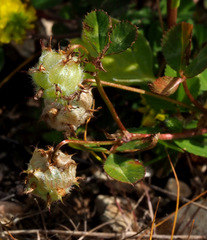 Trifolium clusii