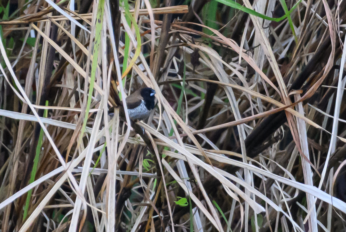 Black-faced Munia
