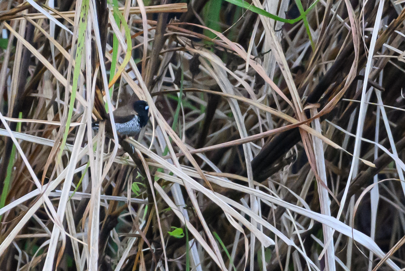 Black-faced Munia