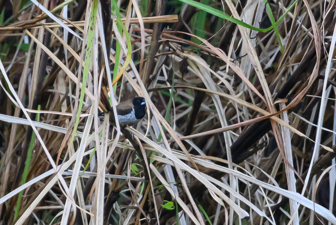 Black-faced Munia