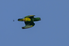 Golden-Mantled Racket-Tail photo 1