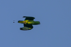Golden-Mantled Racket-Tail photo 3