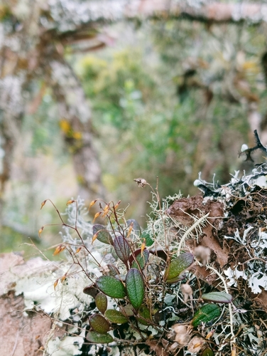 Trichosalpinx intricata
