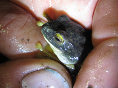 Black-Snouted Flying Frog photo 2