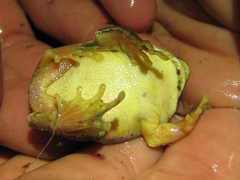 Black-Snouted Flying Frog photo 3