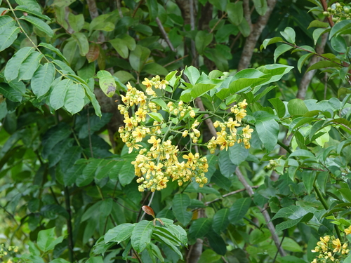 Senna quinquangulata
