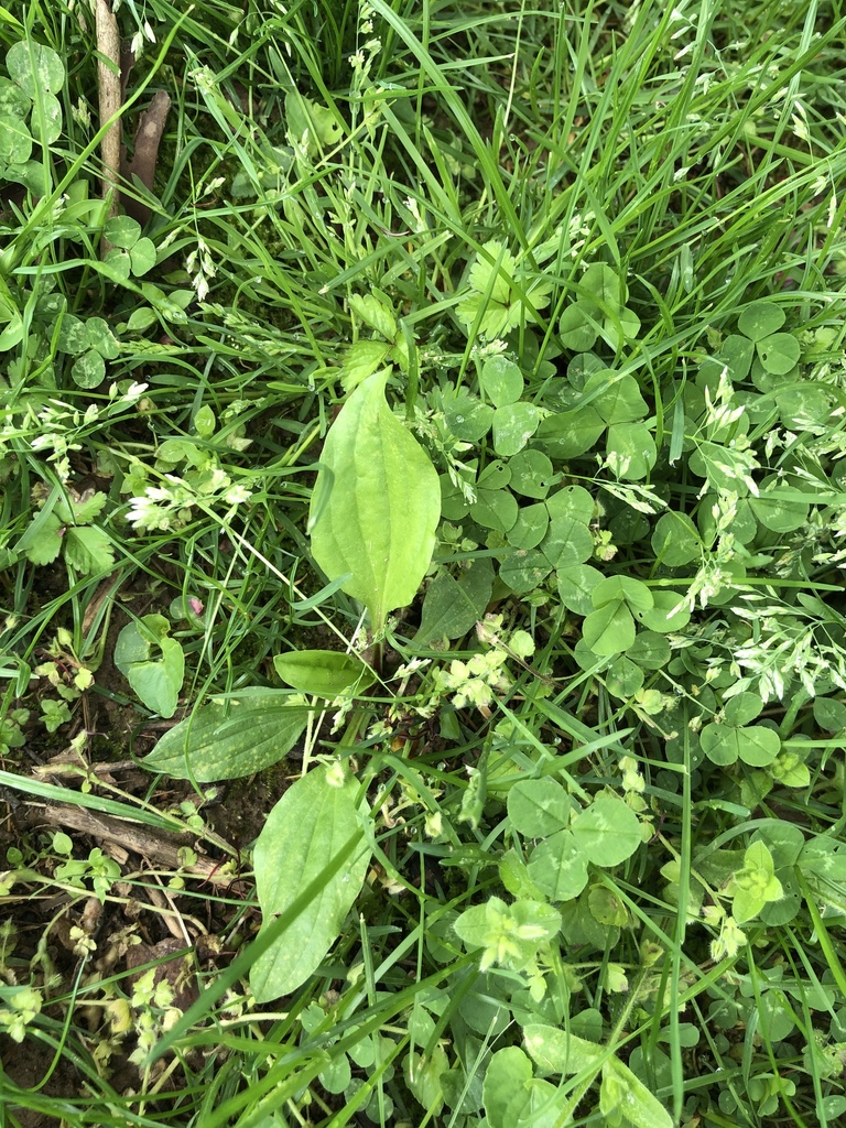 American plantain from 2800 Garrett Rd, White Hall, MD, US on April 26 ...