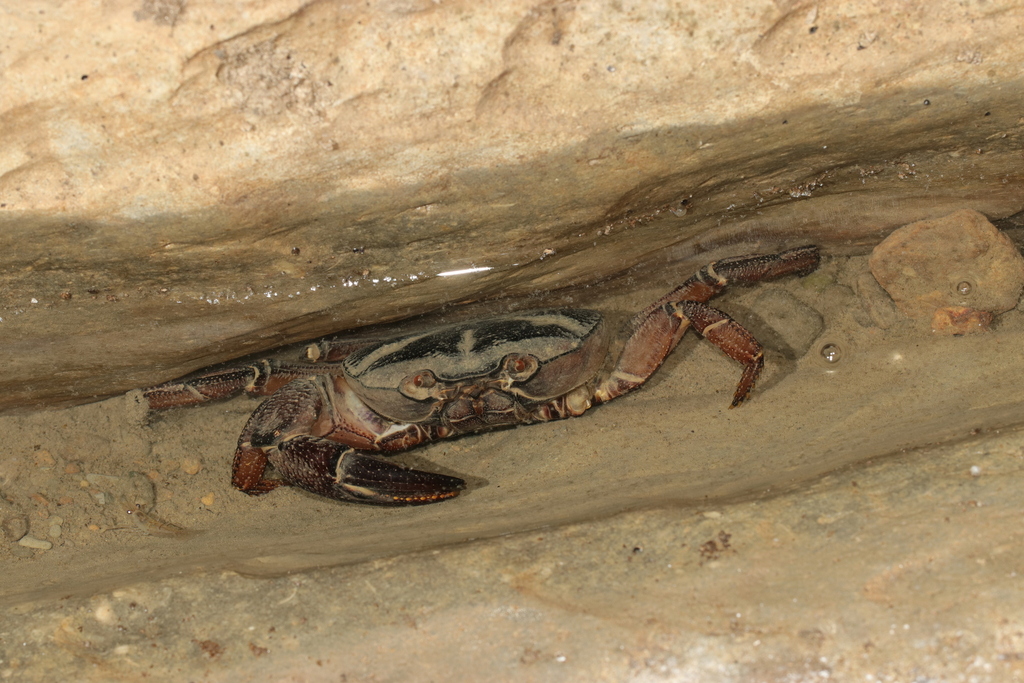 Maydelliathelphusa falcidigitis