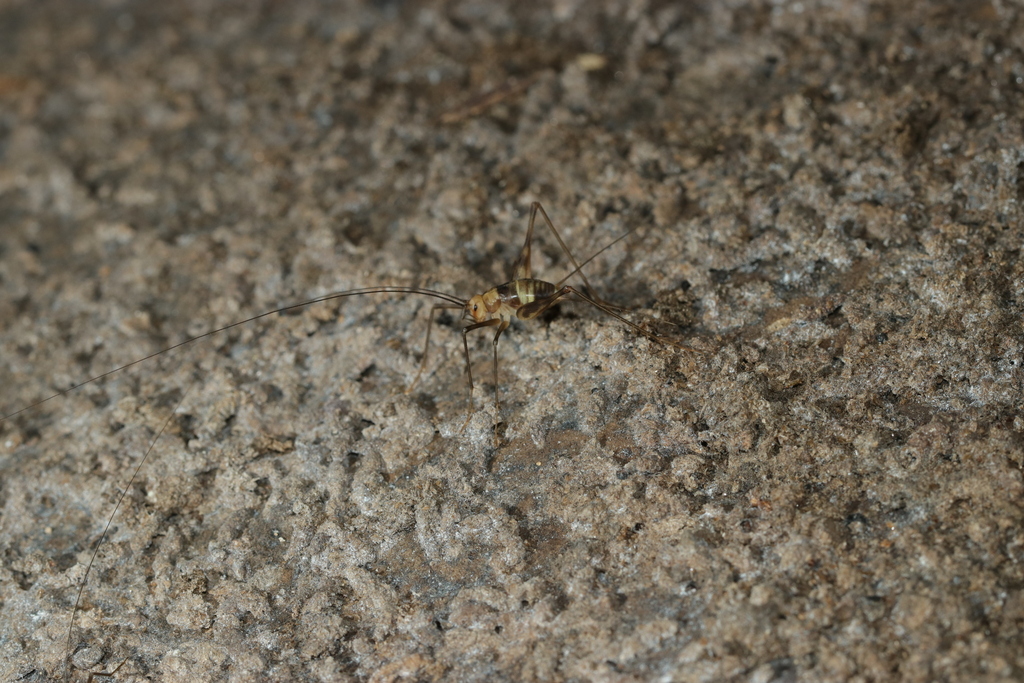 Larandopsis