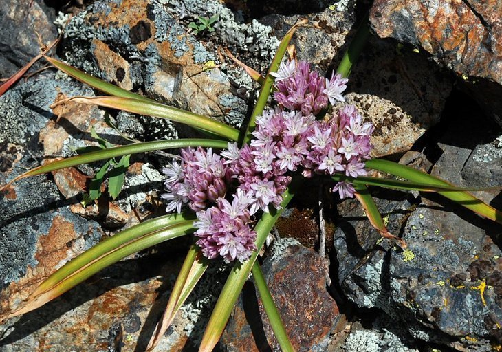 Allium yosemitense
