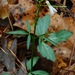 Cardamine angustata - Photo (c) Michael J. Papay, osa oikeuksista pidätetään (CC BY), lähettänyt Michael J. Papay