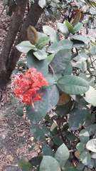 Ixora coccinea
