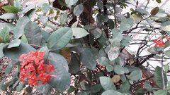 Ixora coccinea