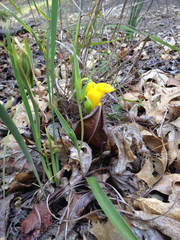 Calochortus amabilis