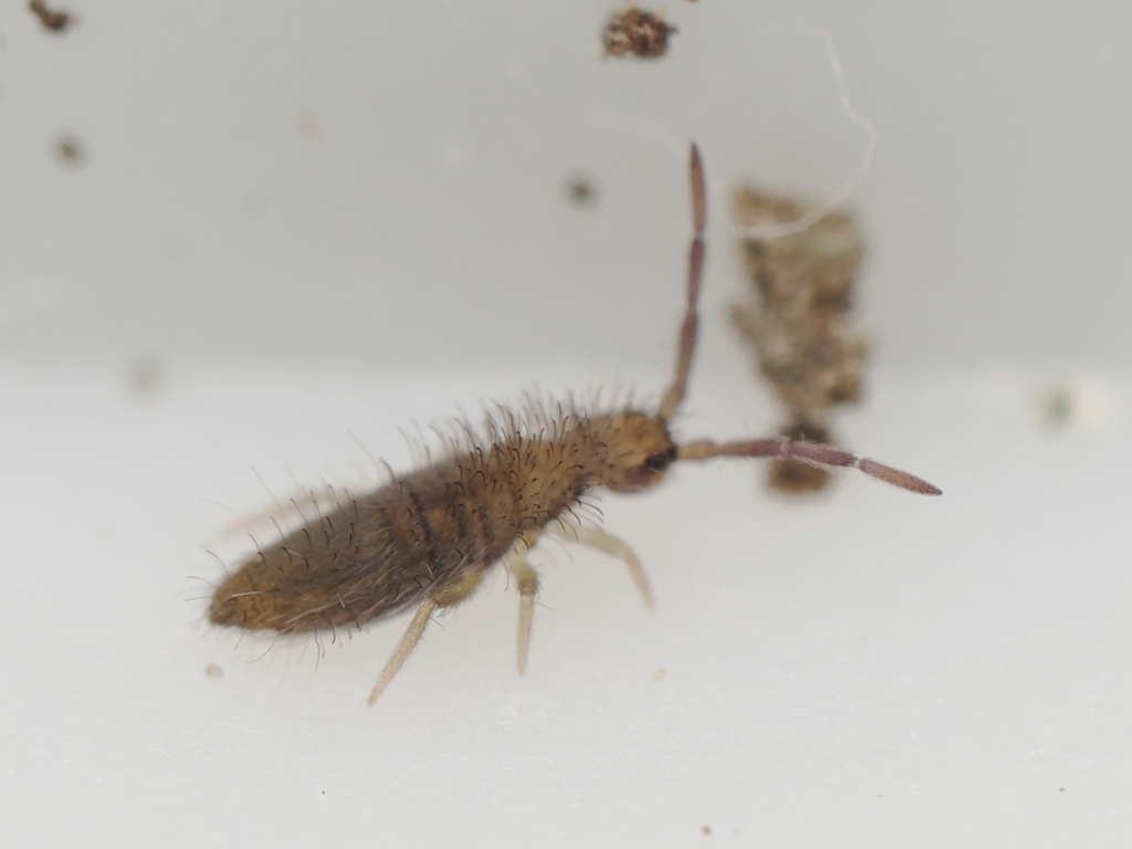Entomobrya marginata